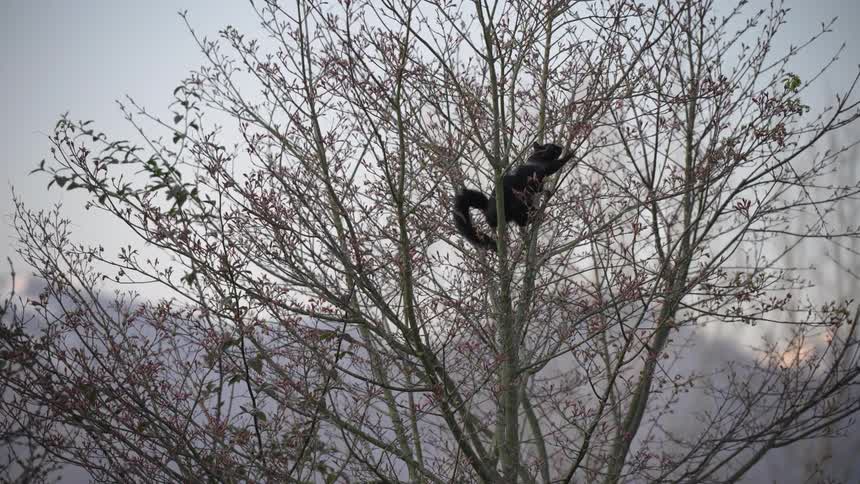 A black squirrel forages for food high in the branches of a budding tree on a hazy morning