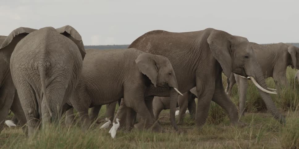 Elephants walk on a savannah