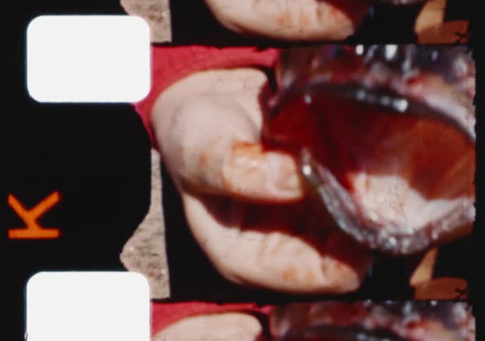 A woman in a red shirt examines the mouth of a freshly caught fish in this vintage 8mm home movie