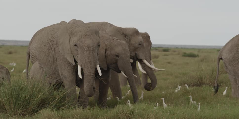 Elephants and birds in a grassy field