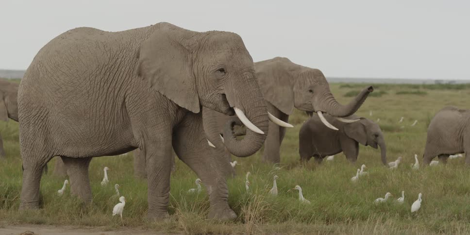 Elephants standing near white birds in a grassy field