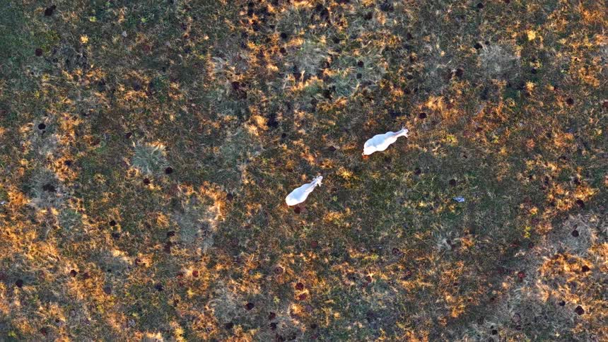 A top-down aerial view of two white mountain goats grazing peacefully in a sunlit meadow during golden hour