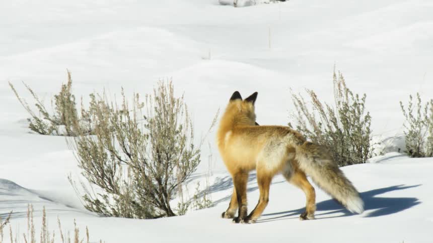 A beautiful red fox walks cautiously through a vast, snow-covered landscape in a stunning slow-motion shot