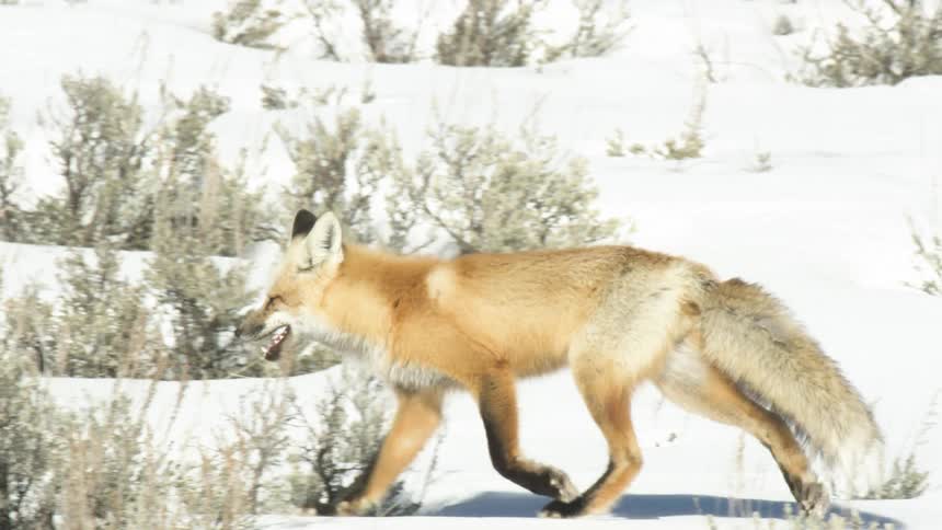 A stunning red fox gracefully trots through a sunlit, snowy landscape in beautiful slow motion