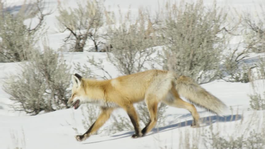 A beautiful red fox trots in slow motion through a snowy landscape dotted with sagebrush on a bright winter day