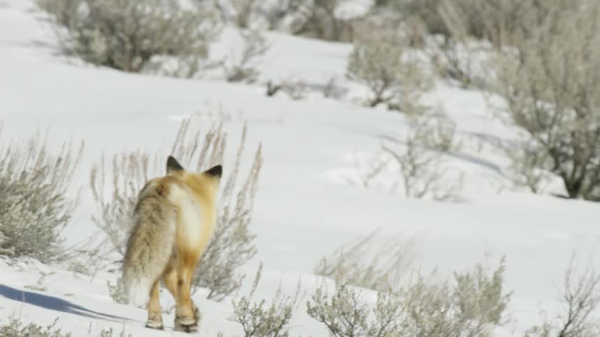 Slow motion shot of a beautiful red fox walking away through a snowy, sunlit landscape dotted with sagebrush