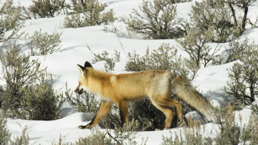 A red fox gracefully walks through a snowy landscape filled with sagebrush in slow motion