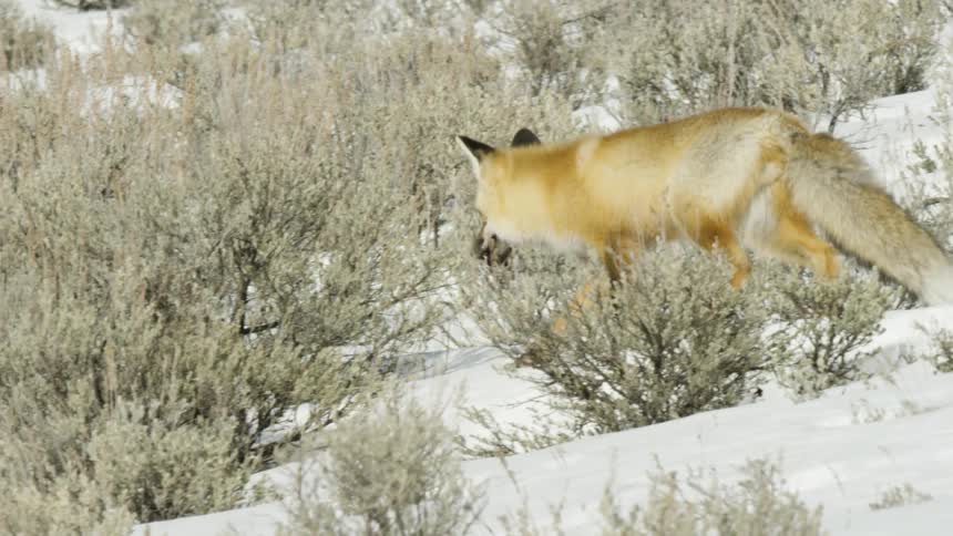 A majestic red fox walks in slow motion through a snowy landscape filled with sagebrush