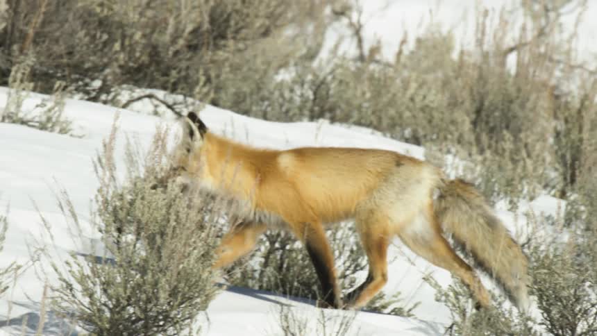 A beautiful red fox trots gracefully through the deep snow and sagebrush on a sunny winter day in slow motion