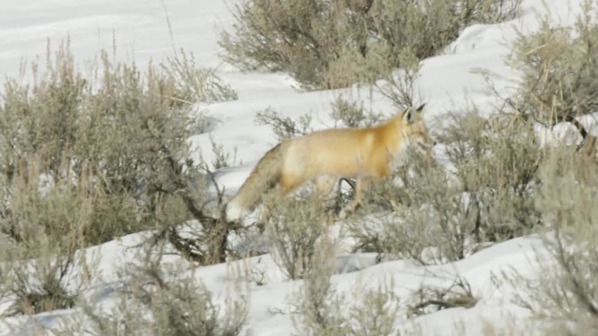 A vibrant red fox trots through a snowy, sunlit field of sagebrush in a beautiful slow-motion tracking shot