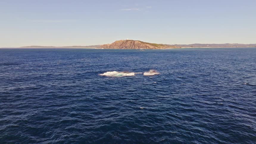 A majestic Humpback whale breaches the ocean surface, followed by a pod playing and splashing in the deep blue sea near a distant island