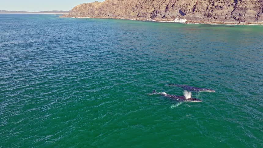 A stunning aerial view shows two Humpback whales swimming together and spouting water that creates a rainbow off a beautiful coastline