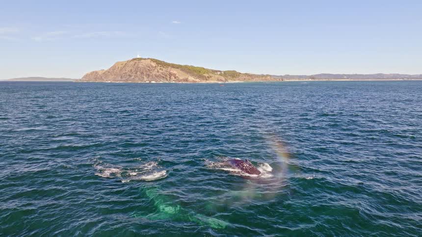 Two majestic humpback whales gracefully swim and spout water, creating a stunning rainbow in the mist with a scenic coastal headland in the background