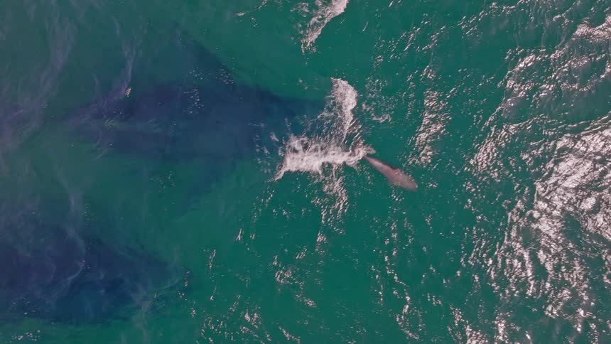 An aerial top-down view shows a majestic mother whale swimming with her calves as a pod of dolphins playfully passes by in the clear green ocean