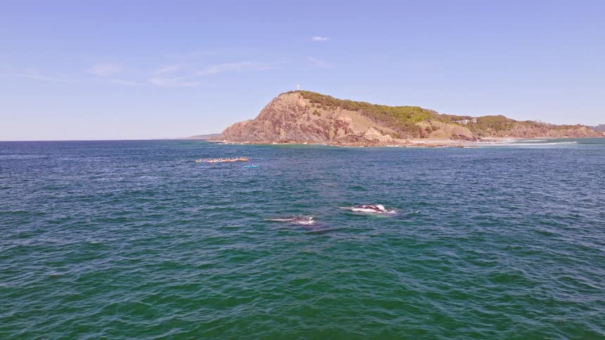 A majestic pod of humpback whales surfaces and blows water near a coastal headland with a lighthouse, as a group of kayakers paddle in the distance