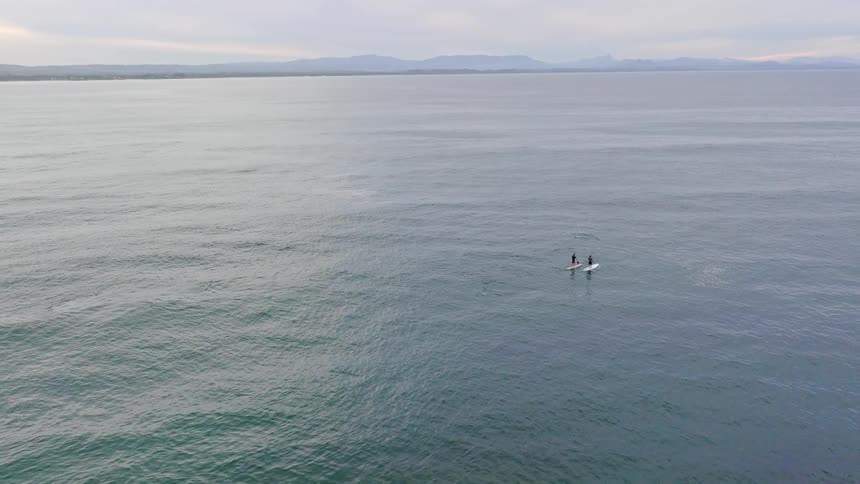 A drone captures a serene moment as two people on stand-up paddleboards encounter a playful dolphin in the calm, open ocean