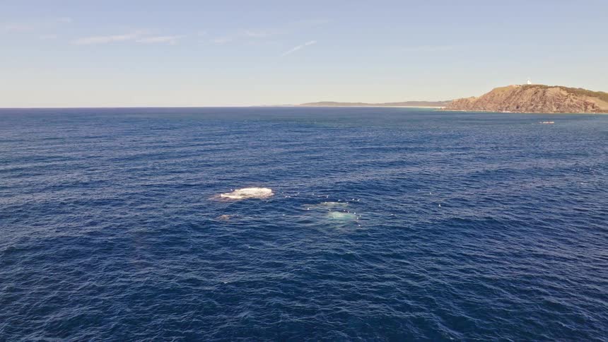 A stunning aerial pull-back reveals a pod of Humpback whales playing in the deep blue ocean off a scenic coastline with a lighthouse