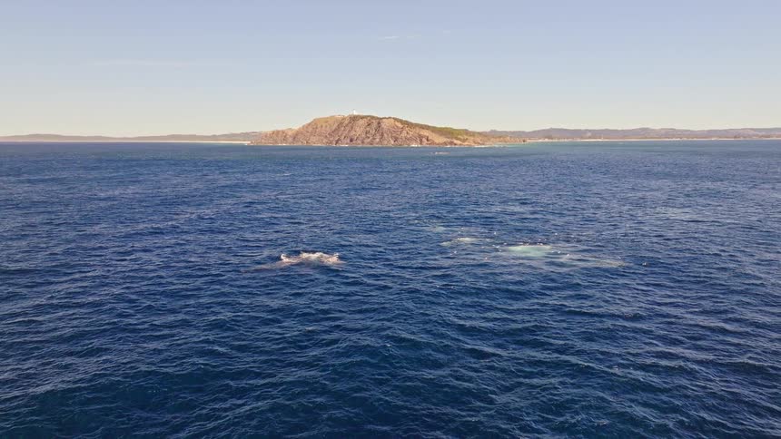 A majestic pod of whales swim and breach in the deep blue ocean with a scenic coastal headland on the horizon