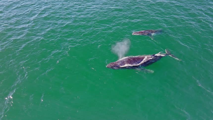 An aerial view captures a majestic gray whale mother and her calf as they swim, spout, and dive deep into the green ocean