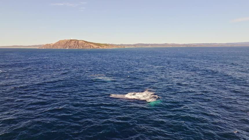 Aerial view of a pod of humpback whales swimming and breaching in the vast blue ocean with a distant headland in the background