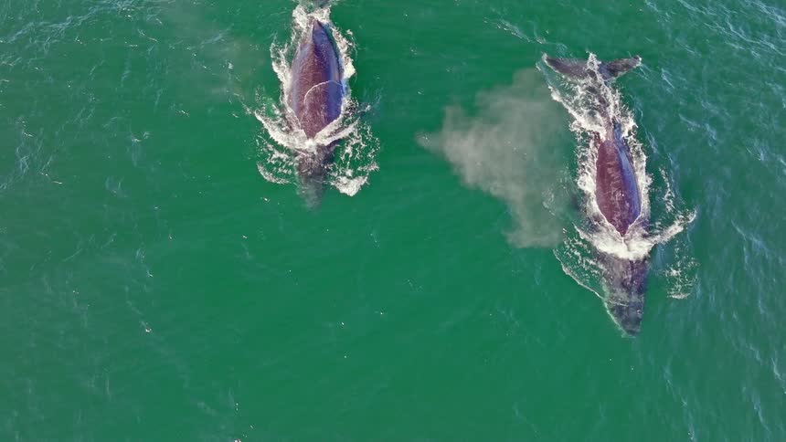 Stunning aerial top-down view of two Humpback whales swimming in the green ocean and spouting misty rainbows before diving deep