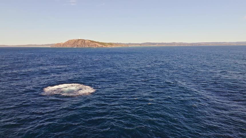 A majestic humpback whale breaches spectacularly from the deep blue ocean, creating a huge splash as other whales and dolphins swim nearby with a distant coastline in view
