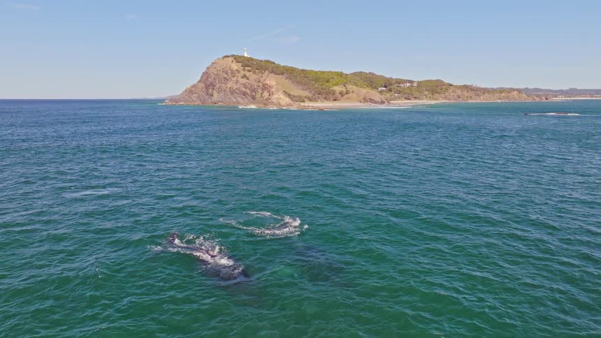 A magnificent aerial view captures a mother humpback whale and her calf as they swim and blow water near a scenic headland with a lighthouse