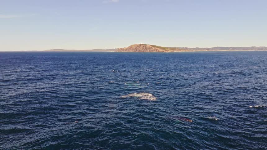 An aerial view captures a pod of majestic humpback whales and dolphins swimming together, with one blowing a rainbow spout into the sunny sky