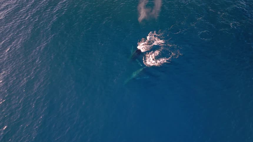 Aerial top-down view of a mother whale and her calf swimming and spouting water in the deep blue ocean before diving