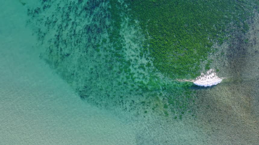 Mesmerizing top-down aerial view of a single wave gently breaking over a submerged green reef in calm turquoise water