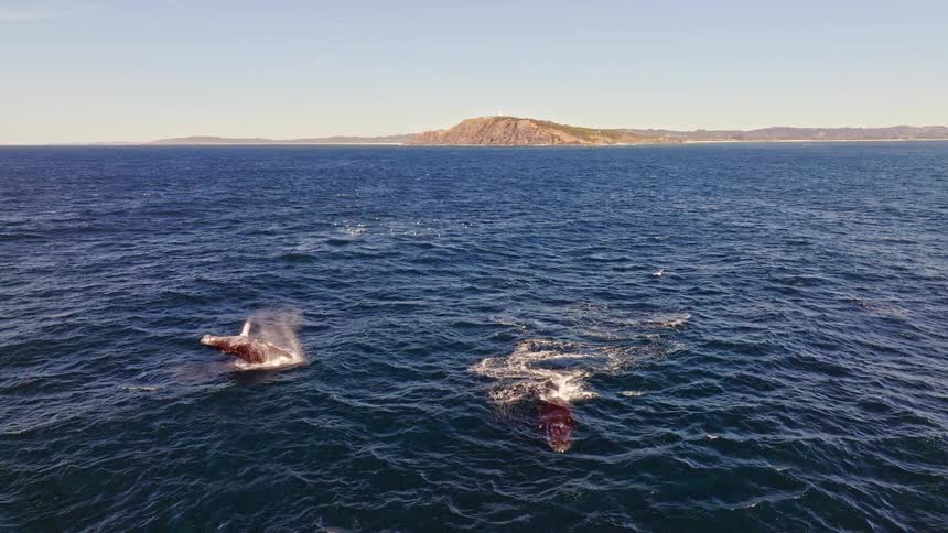 A stunning aerial view shows two humpback whales splashing and creating a rainbow with their blowhole in the vast blue ocean