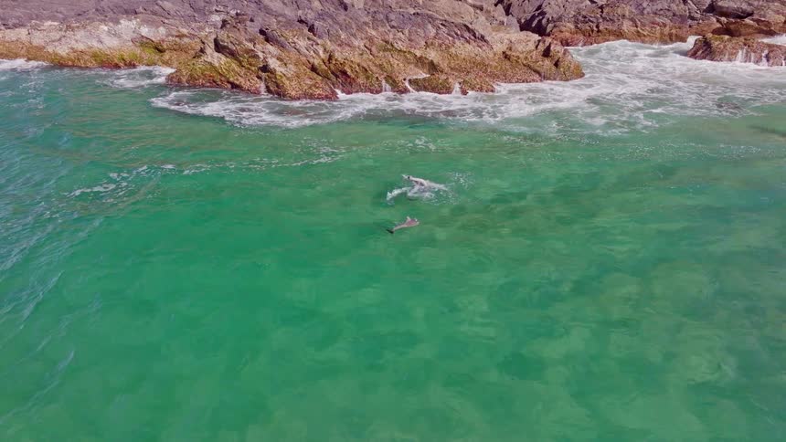 Aerial view of a pod of dolphins playing in the clear turquoise water near a rocky shore