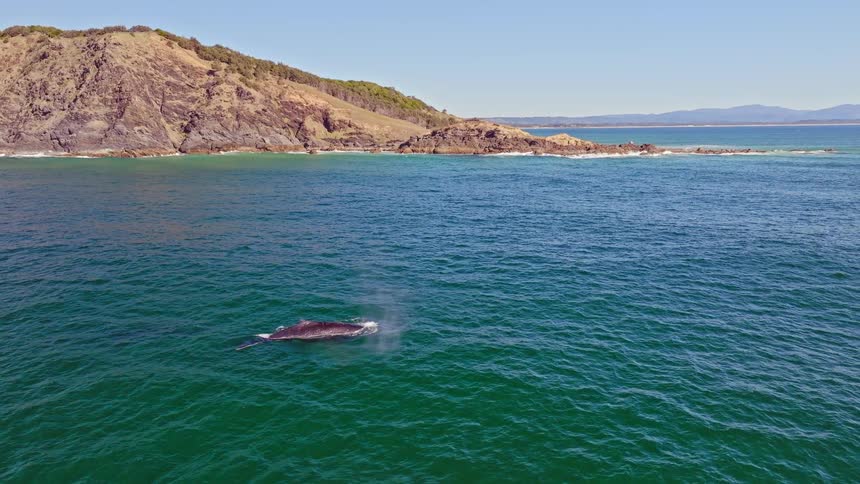 An aerial view captures a majestic Humpback whale surfacing and spouting water from its blowhole as it swims near a rugged coastline