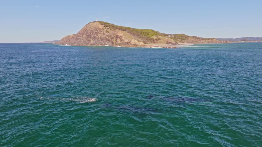 A majestic humpback whale and its calf gracefully glide through the serene ocean, with a picturesque lighthouse-topped headland in the background