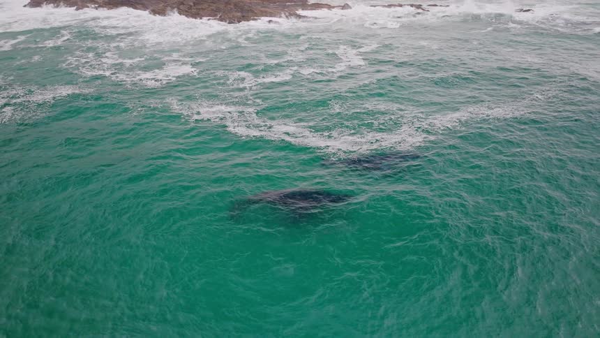 Stunning aerial view of two humpback whales swimming together in vibrant turquoise water near a rugged coastline