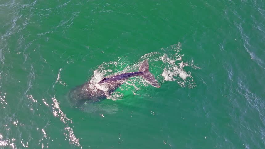 An aerial top-down view shows a humpback whale surfacing to breathe and spout water before diving deep into the green ocean