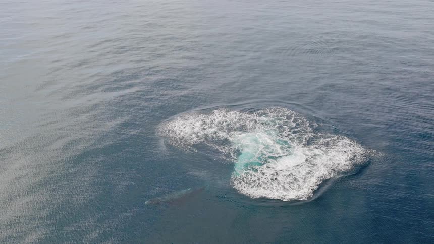 A stunning slow-motion aerial view captures a majestic Humpback whale breaching backward out of the calm blue ocean, creating a massive splash before a companion surfaces