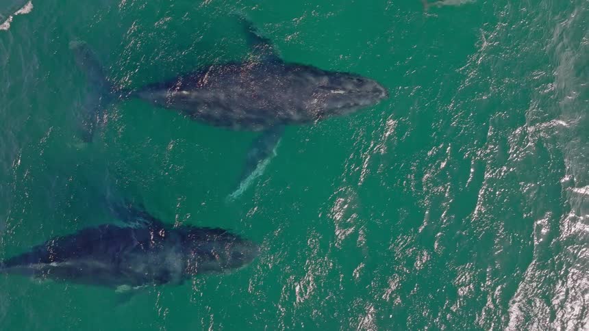 An incredible aerial top-down view shows two humpback whales and a calf swimming with a playful dolphin in slow motion