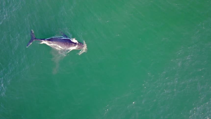 An aerial view shows a lone whale gracefully surfacing in the serene green ocean to spout water from its blowhole