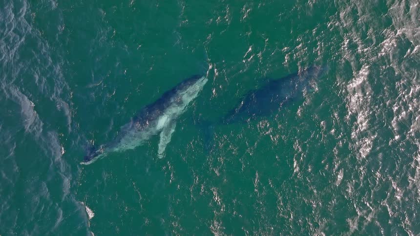Slow motion aerial top-down view of a rare white humpback whale calf playing and swimming next to its mother in the green ocean