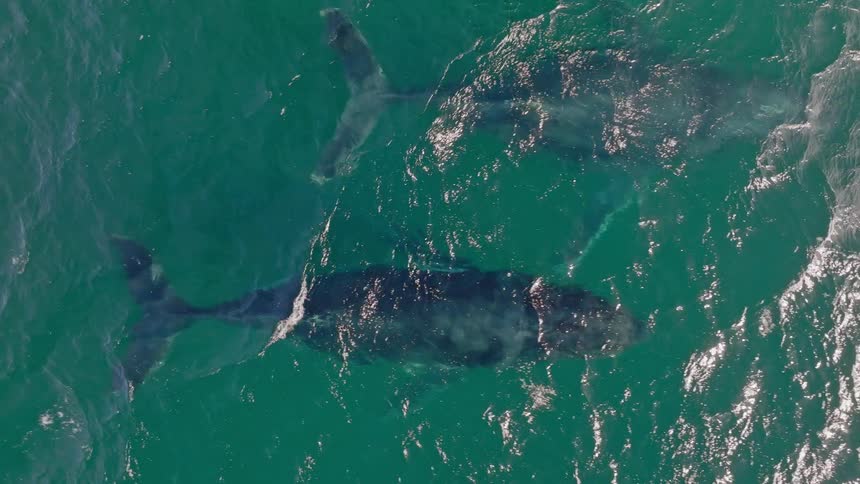 Breathtaking top-down aerial view of a pod of Humpback whales swimming together in the turquoise ocean, with one spouting water from its blowhole