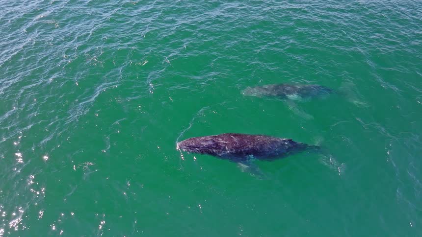 Stunning aerial footage captures a majestic mother gray whale and her calf swimming peacefully in the sunlit green ocean