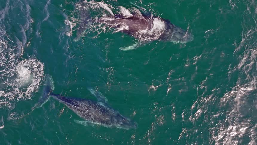 A stunning aerial top-down view shows two gray whales swimming in the open ocean, with one surfacing and spouting water
