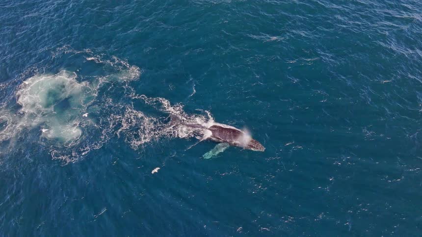 Aerial top-down view of a humpback whale surfacing in the deep blue ocean and creating a rainbow with its blow
