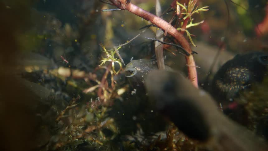 A macro underwater shot captures a tadpole feeding on aquatic plants while other tadpoles swim past in a murky pond