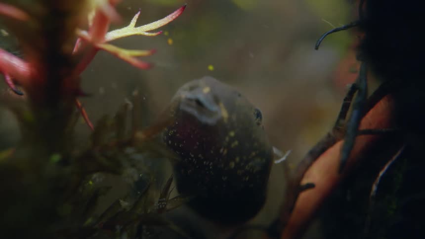 Extreme close-up of a large speckled tadpole breathing among aquatic plants as its hind legs develop