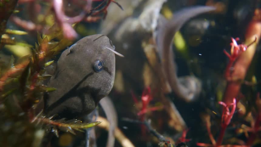 A close-up view of a tadpole resting among colorful aquatic plants while other tadpoles swim in the background