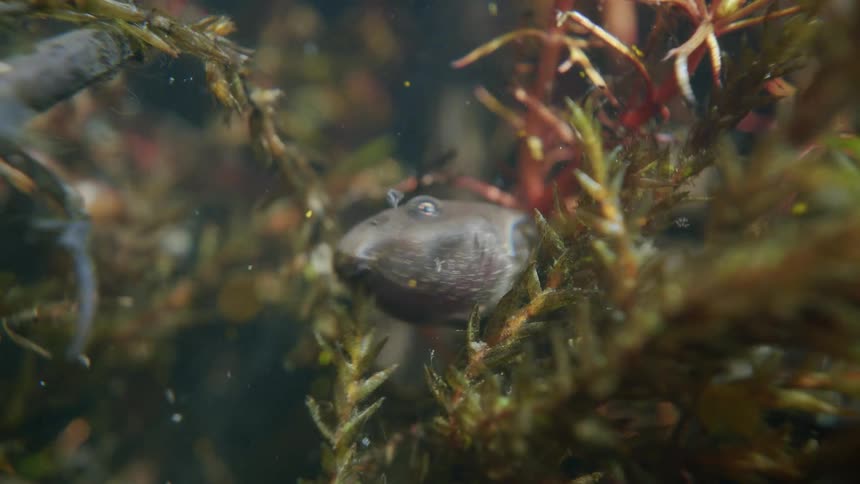 An extreme close-up shot captures a single tadpole breathing and eating among the underwater vegetation before swimming away