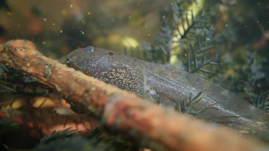 A large tadpole rests on a submerged branch, its gills fluttering in the murky water