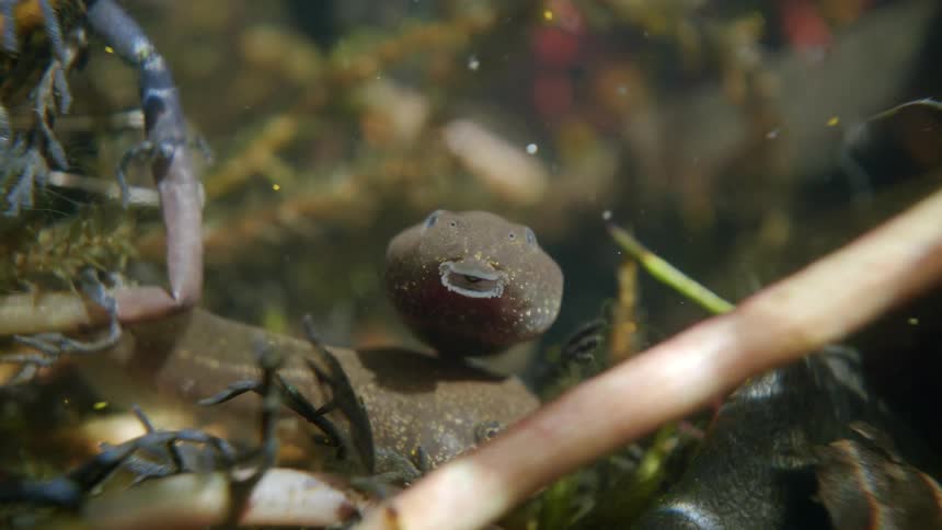 An up-close shot of a tadpole underwater in a pond opening its mouth and swimming away